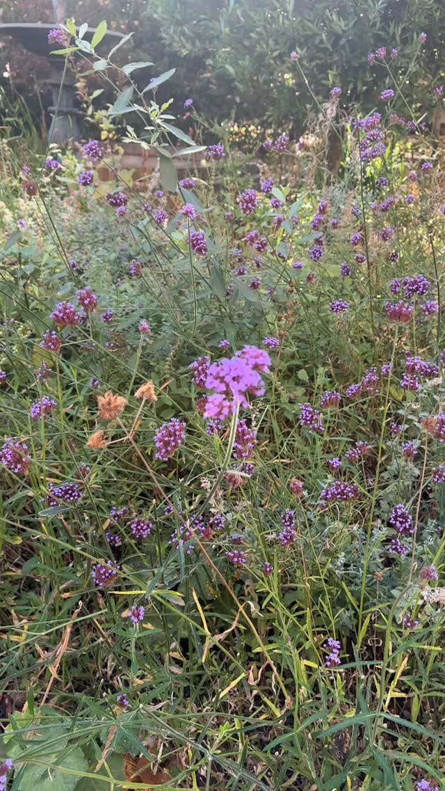 A very special client hosts a dinner to celebrate a birthday.
#florals #blomsterdekoratör #blomsterflora #florals #blomsterdekoratør