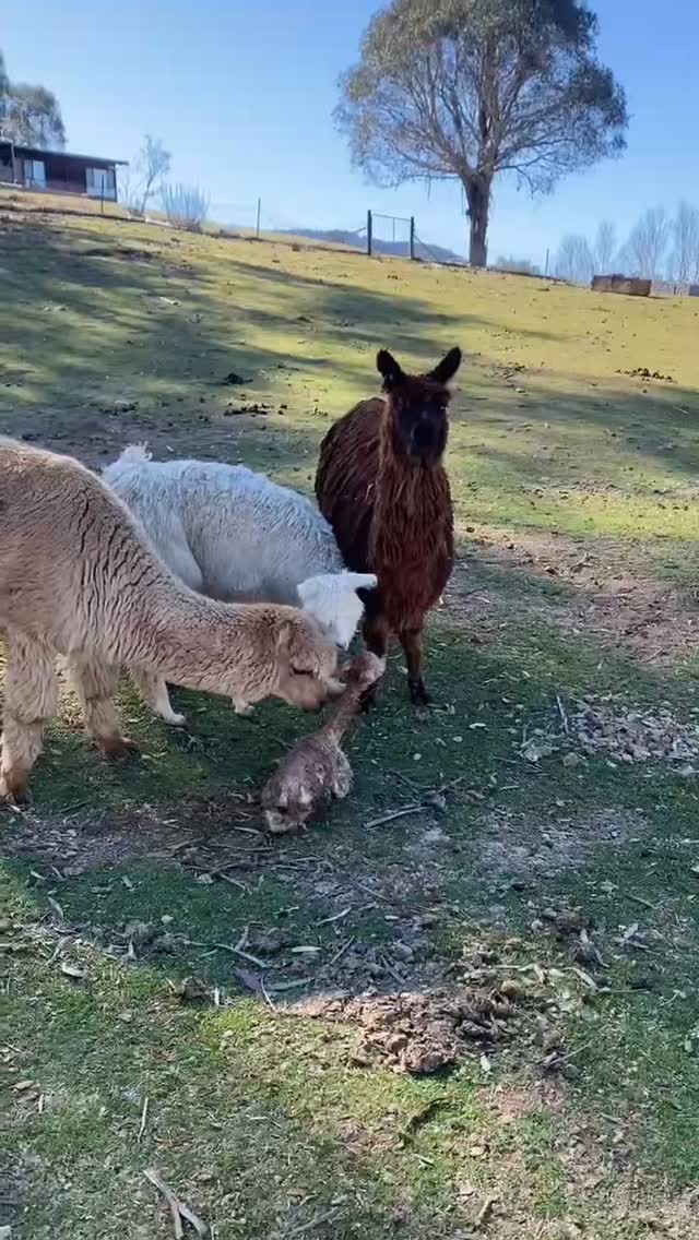 Welcome to the world little one! 🦙
Our newest cria (baby alpaca) arrived this morning and has already met dad, big brother, and had the horses inspection and seal of approval.
Ready to meet our growing farm family this spring? Weekend spots are filling up - link in bio!
#lappifarm #farmexperience #babyalpaca #cria #newborn #farmfamily #springbaby #meetthefamily #bookingsopen #springweekend #destinationjindabyne #snowymountainsnsw