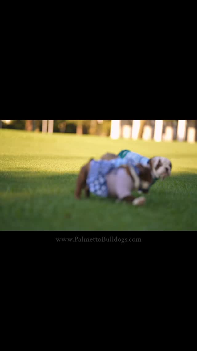 Judy needs a home that will give her plenty of love & “chips”. 🤣🤣🤣🤣 #palmettobulldogs #iloveenglishbulldogs #puppy #bulldogs #instagood #love