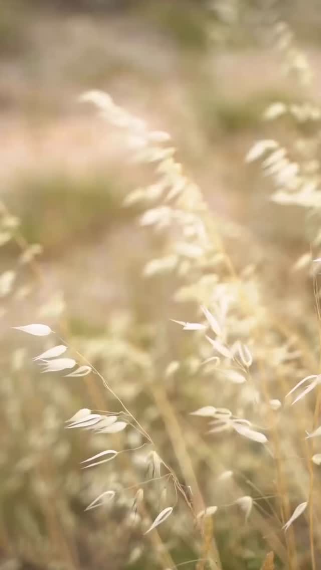 🍂Slow down. Breathe. September is asking us to move at our own pace.
September is a month of transition — the pace of summer softens, the air cools, and we’re invited to slow down.
This season is a gentle reminder:
“Do things at your own pace, life’s not a race.” 💫
In my classes this month, we’ll be exploring grounding, balance, and release — practices to steady the body, calm the mind, and remind us that slowing down is powerful. 🍂
Come join me on the mat and find your own rhythm this September. Visit: www.charlenemaria.co.uk for more info and to book.
#SeptemberEnergy #YogaForTheSeasons #GroundAndGrow #SlowLiving #YogaJourney #YogaEveryday #MindfulMovement #SeasonalYoga #FindYourBalance #yogalife