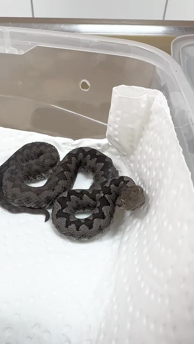 Unter den europäischen Vipern hat die Europäische Hornotter eines der stärksten Gifte. Es besteht zum einen aus gewebezerstörenden Substanzen, die zu Nekrosen (örtlicher Gewebstod) führen, zum anderen aus Nervengiften, die Lähmungen hervorrufen können. Todesfälle nach Vipernbissen kommen vor allem bei Kindern oder geschwächten Personen vor. Die Giftzähne sind bis zu 1 cm lang.
#hornviper #hornotter #poison #viperaammodytes #viperaammodytesammodytes