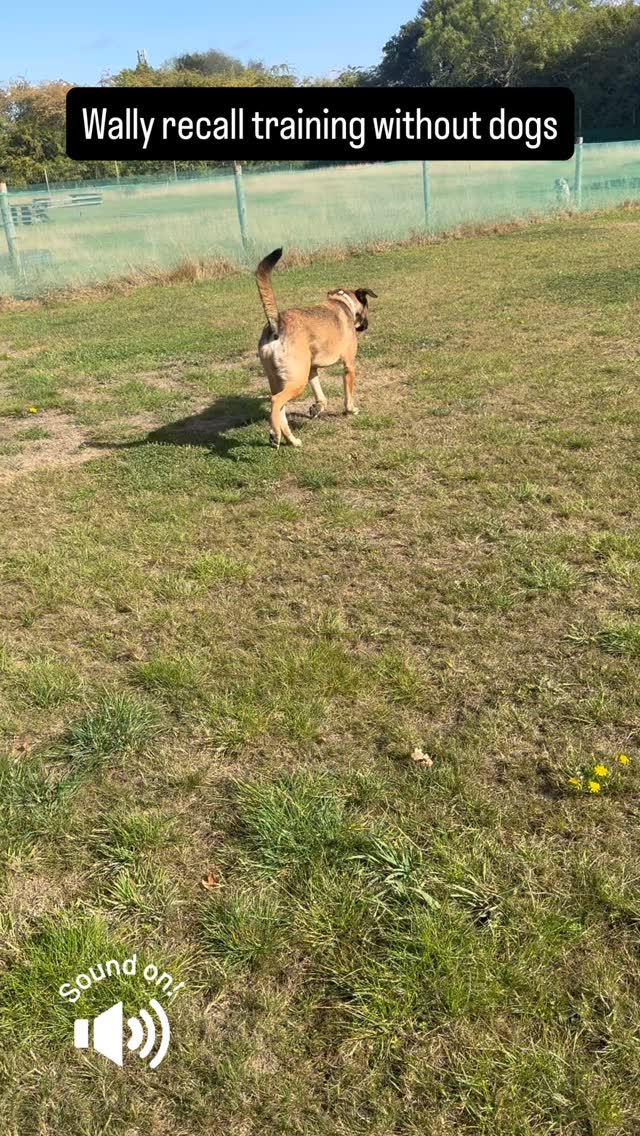 Some recall training with the younger ones 🥰 #dogdaycare #training #recall