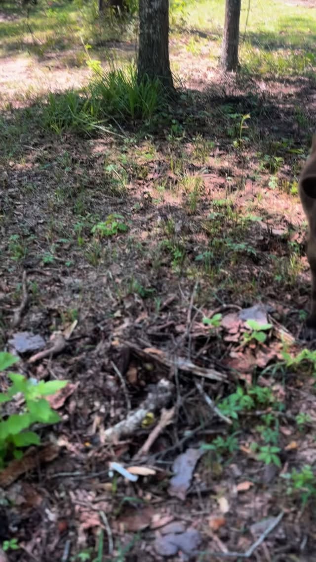 Their love is the sweetest ☺️🥰🤍
Tag your bestie below👇🏼👯♀️
#minicows #minicowsofinstagram #minihighlands #cowappreciationday #cowlove #cowboy #farmer #farmhouselife #farmhouseliving #bestfriend #bestie