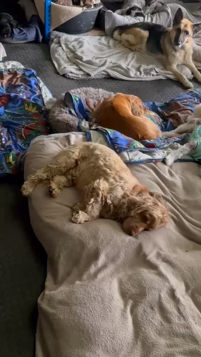 After a fab time playing and running around, we get dried off and come inside for a well earned nap and rest in our cozy cabin. Can you spot new boy Alfie, chilling with the pack like a pro! The funny looks we get when we film them sleep 🤣 #sleepisimportant #naptime #sleepingdogs