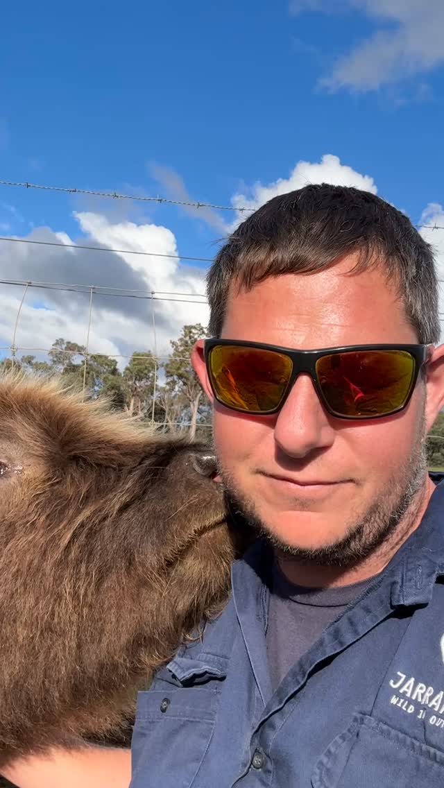 Is it even a holiday if you’ve not had a Highland Cow kiss… 🐮😘💋👅
#wildinourheart #farmstay #farmstays #highlandcow #fluffycows #hairycoo #southwestwa #tourismwa #nannup #