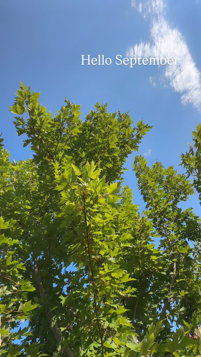 🍂September feels like a deep breath—soft, steady, and full of possibility 💛
#september #autumn #wellness #hormonebalance #hormonehealth #holistichealth #cyclesyncing #wellnessjourney #colorado