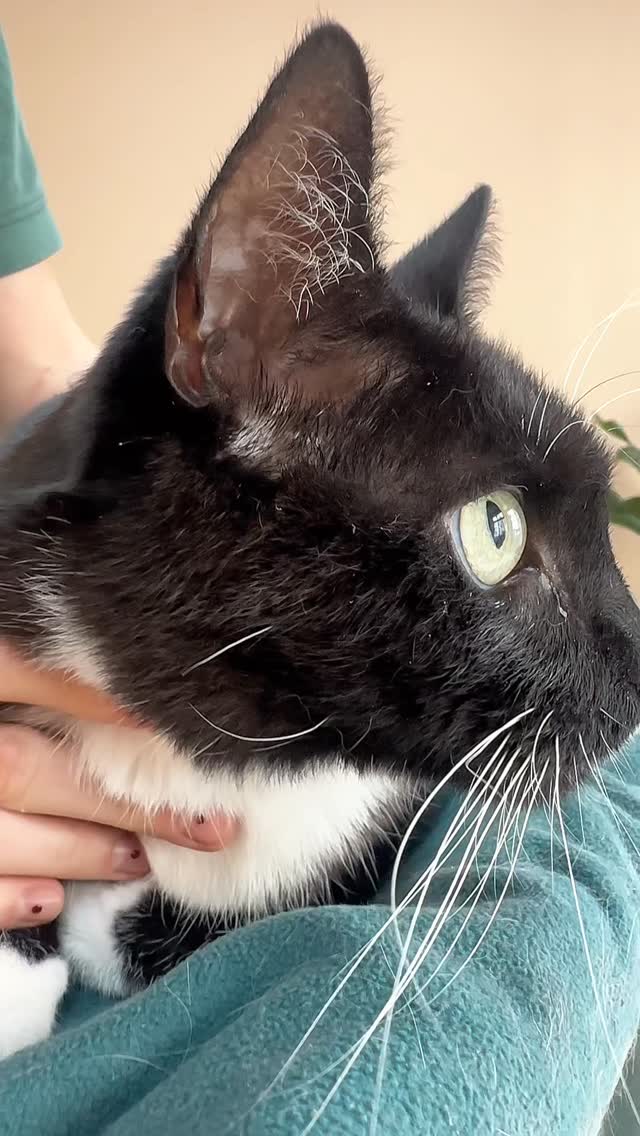 Zahnstein bei Katzen entsteht, wenn sich weiche Zahnbeläge (Plaque) durch Mineralien im Speichel verhärten. Er lagert sich meist am Zahnfleischrand ab und kann zu Zahnfleischentzündungen, schmerzhaften Zahnproblemen und sogar Zahnverlust führen. Unbehandelter Zahnstein begünstigt zudem Bakterienwachstum, was den gesamten Organismus belasten kann. Typische Anzeichen sind Mundgeruch, verfärbte Zahnbeläge, Zahnfleischrötungen oder verändertes Fressverhalten.