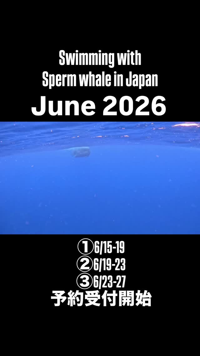 今年も大成功!!
クジラたちはその目で僕たちを見て、そのまままっすぐ泳いできて、本当に目の前を泳ぎ過ぎていった。
広く深い、真っ青な海をゆっくりと泳ぐマッコウクジラは、優しい。
&Oceanのツアーは少人数チャーターで、クジラに負荷をかけないよう気をつけながらアプローチを行います。
現時点で来年の予約はすでに2/3ほど埋まっていますが、まだまだ予約お待ちしています。
2026年スケジュール
①6月17、18日(満席)
②6月21、22日(残1)
③6月25、26日(残4)
④6月27、28日(残6)
基本スケジュール
1日目:奄美到着後北部ダイビング
2日目:南部ダイビング
3日目:マッコウスイム
4日目:マッコウスイム
5日目:帰り
マッコウスイムのみ残席あり
(ダイビングの受付は問い合わせ下さい。)
世界でも珍