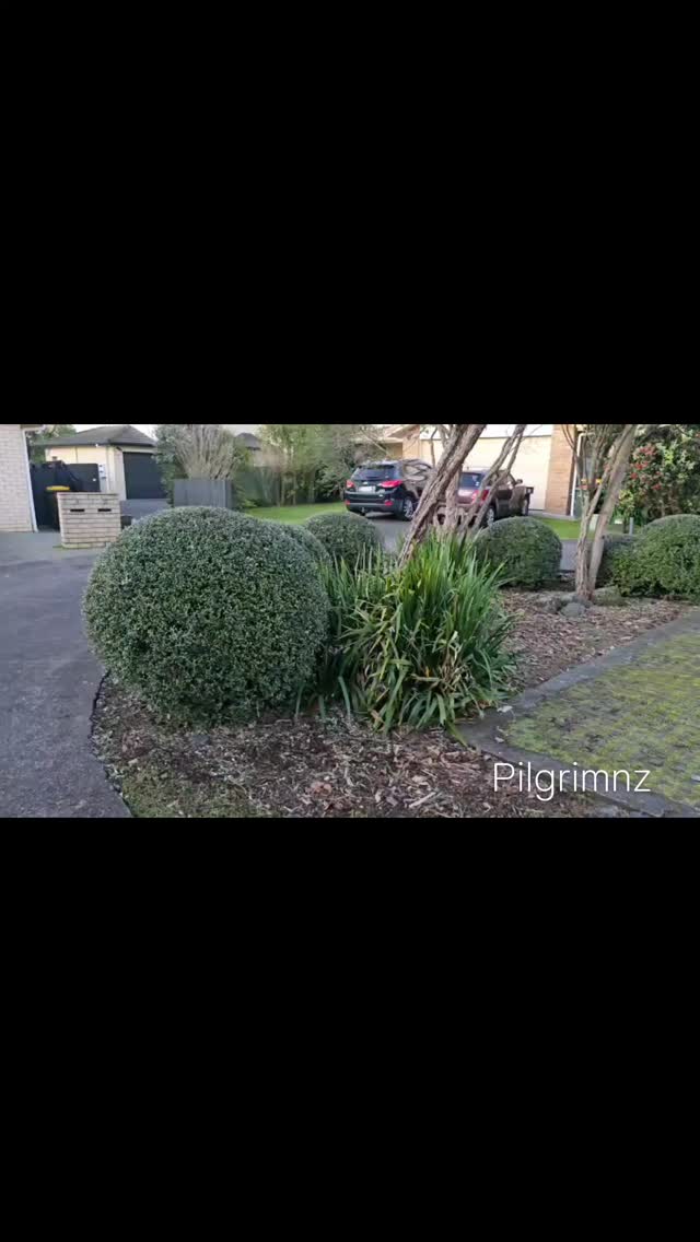 Small hedge job for one of our clients.