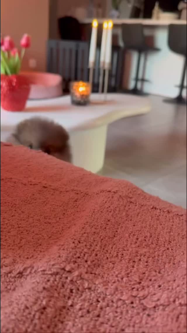 Kiki, the cutest little puppy ♥️#pomeranian #pomeranianpuppy #pomeraniangirl #pomeranians #fluffydog #cutedog