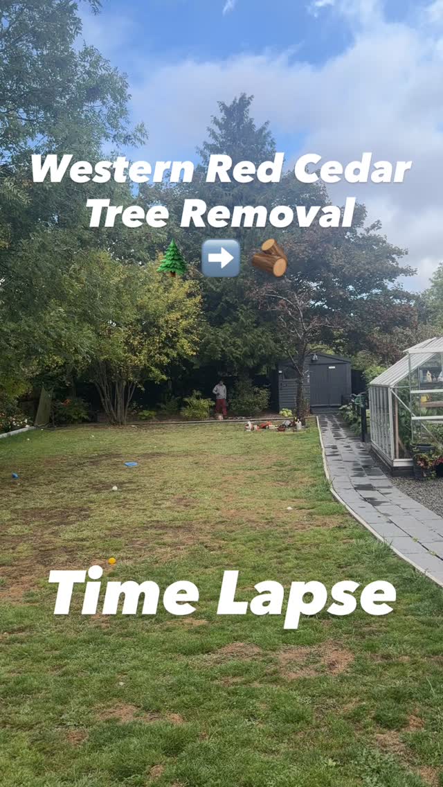 Time lapse of a Western Red Cedar tree that was dismantled today in Westbury On Severn, Gloucestershire.
The tree was safely dismantled by the team to allow more light to the neighbouring mixed Maple species located at the bottom of the garden and improve the landscape of the garden.
If your trees have grown out of proportion for your property or commercial premises we can provide the best advice for you on how to manage them effectively.
Please get in contact on βοΈπ± 07974884326 π±βοΈ or visit our website www.altarb.co.uk to learn of what services we can offer you π«΅
#treesurgeon #arborist #treesurgery #treeremoval #treework #arboriculture #arboristsofinstagram #treeservices #treeservicesnearme #timelapse