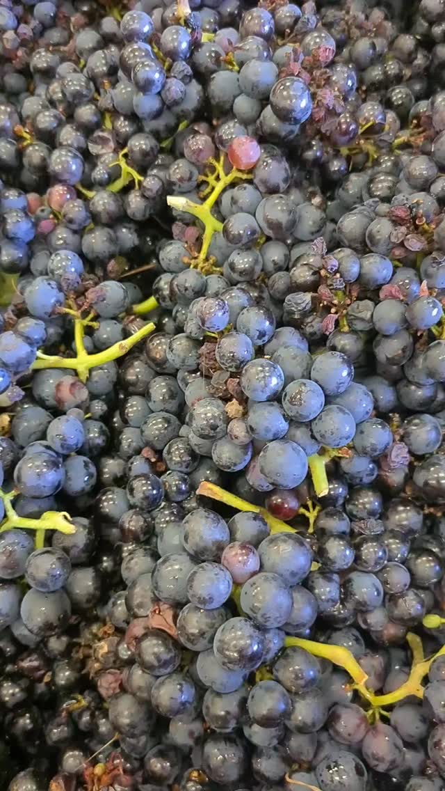 The grapes have been harvested and are prepared for pressing. Taste so good !
#toursinchampagne
#tourwithlocals
#besttours #winetours #champagne #champagneexperience
#champagnelover #champagnelovers
#champagneaddict #champagne
#private #privatexperience #honeymoon #champagnesecret #champagnemoments #champagneprivateexperience #luxurychampagne #finechampagne #champagneguide #champagnelife #champagnetasting #winelover #winelovers #winetasting #wineblogger #winedestination #winetravel #winetraveler
#thechampagnewineclub #champagneluxurytrip
