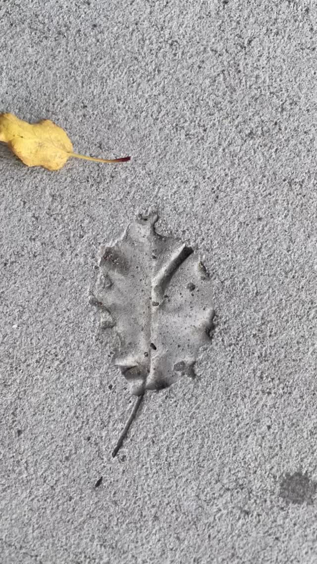 Our nervous systems, the ways we relate to other people and respond to situations, are shaped by the things we experience.
In these images, the leaves are separate from the imprints they made. The leaves will blow away and decay this year. The imprints will last longer.
In trauma treatment, we understand that the original experience is over, but the imprints last. Trauma therapy facilitates gently changing those imprints into something that feels more supportive and healthy for the now.
If you feel frustrated, not understanding why you have certain upsetting reactions or repeat harmful patterns, first be gentle with yourself in understanding that life imprinted upon you. Next, know that there is scientifically-backed support to help you change those imprints.
#onlyhuman #somatictraumahealing #somatictherapy #dancemovementtherapy #polyvagaltheory #attachment #expressiveartstherapy #posttraumaticgrowth #creativeartstherapy #feelittohealit #mentalhealth