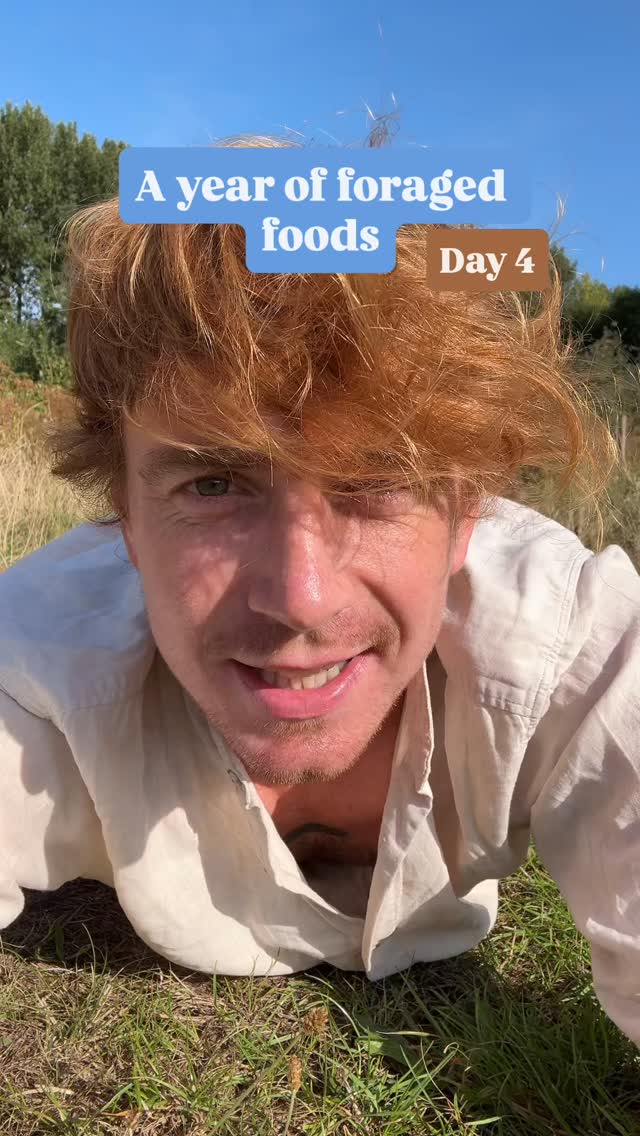 What should I do next? I’m attempting to try a different foraged plant everyday for a year (wish me luck in Winter). Follow @mindinnature for the journey!
Today it’s plantain, but not the Asian plant that gives you the giant banana looking things, this is ribwort plantain (Plantago lanceolata) and it grows everywhere in parks and meadows in the UK. The leaves are good to throw into a salad (as well as treating injuries!) and the flower/seed heads are unbelievably tasty, just like mushrooms (although a different texture).
What’s next?
#foraging #wildfood #plantain #wildherbs #foodexperiments #weirdfood