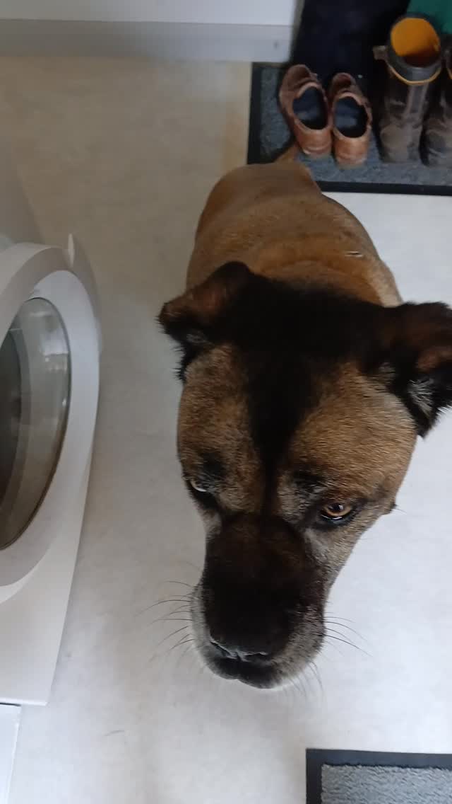 A little treat for my beloved Pip. Over half of households in the UK have a pet. But what we use every day to keep our homes clean (and we all know how much that need increases with a fur family!), could and does cause lasting harm to our pets without us knowing. Many ingredients in common household cleaners are toxic to animals and can seriously affect them in later life. I adore animals, have a dog myself and make sure to research every single ingredient in the products I use to make sure they are pet-safe, natural and toxic chemical free where possible 🐶