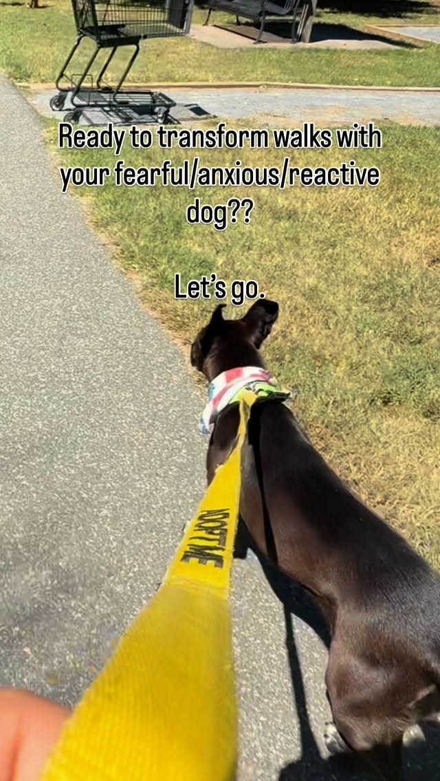 Practice this 2-3x a day for 3+ weeks and your walks will be unrecognizable 🤩
This is a lot of mental work for your dog, but it isn’t a significant replacement for physical exercise. While practicing this, ensure your dog has opportunities to burn physical energy through running and play!
Happy training 😉
Featuring ADOPTABLE Jashira from @lostdogandcatrescue !!!
#dog #dogtraining #anxiousdog #reactivity #reactivedog