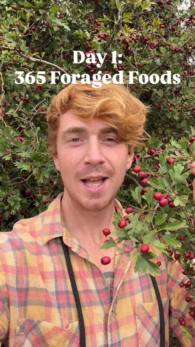 Follow @mindinnature for 365 wild foods this year!
First up hawthorn berries. Known as ‘bread and cheese’ because of the way they were eaten as a snack on the road (a berry between two hawthorn leaves!). But really these are best processed, I made a hawthorn and rosehip syrup, but also looking forward to trying a hawthorn jelly to try with cheese (think of quince jelly!)
Have you tried these before? What did you think?
#foraging #hawthorn #britishplants #wildfood #365days #natureconnection