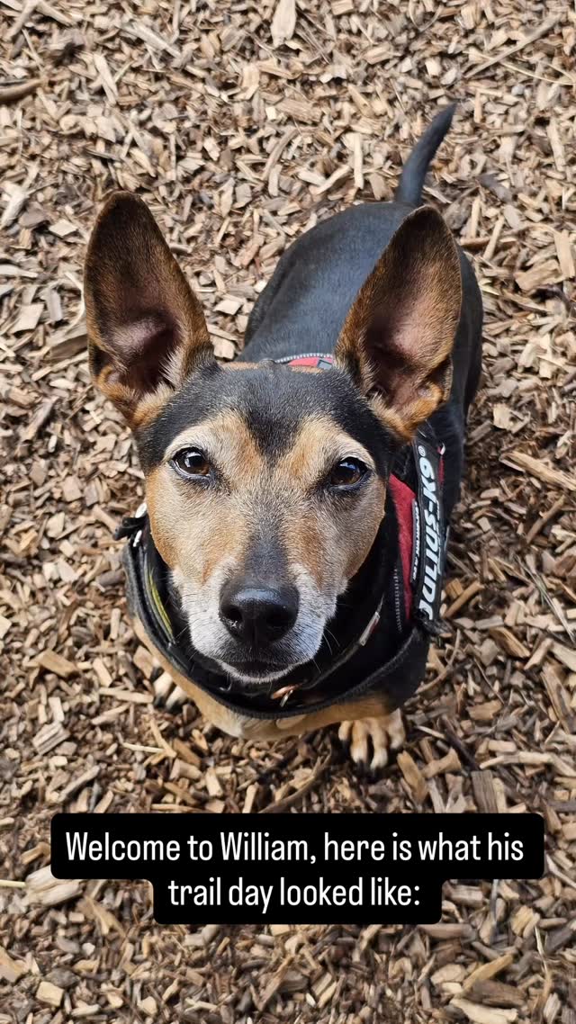 Meet William, a stunning little man. His mum rescued him as a stray. Take a look at how his trial day has gone and a snip of our process with him. Each new dog we have is different and we go at their pace and may have a different process with each one, depending on THEIR needs. William was a little worried this morning when we collected him, but built his confidence quickly with some 1 on 1 time. What a fab little dog!(apologies for some of the video quality, not sure what my phone is doing! ) #dogdaycare #firstday #terrier