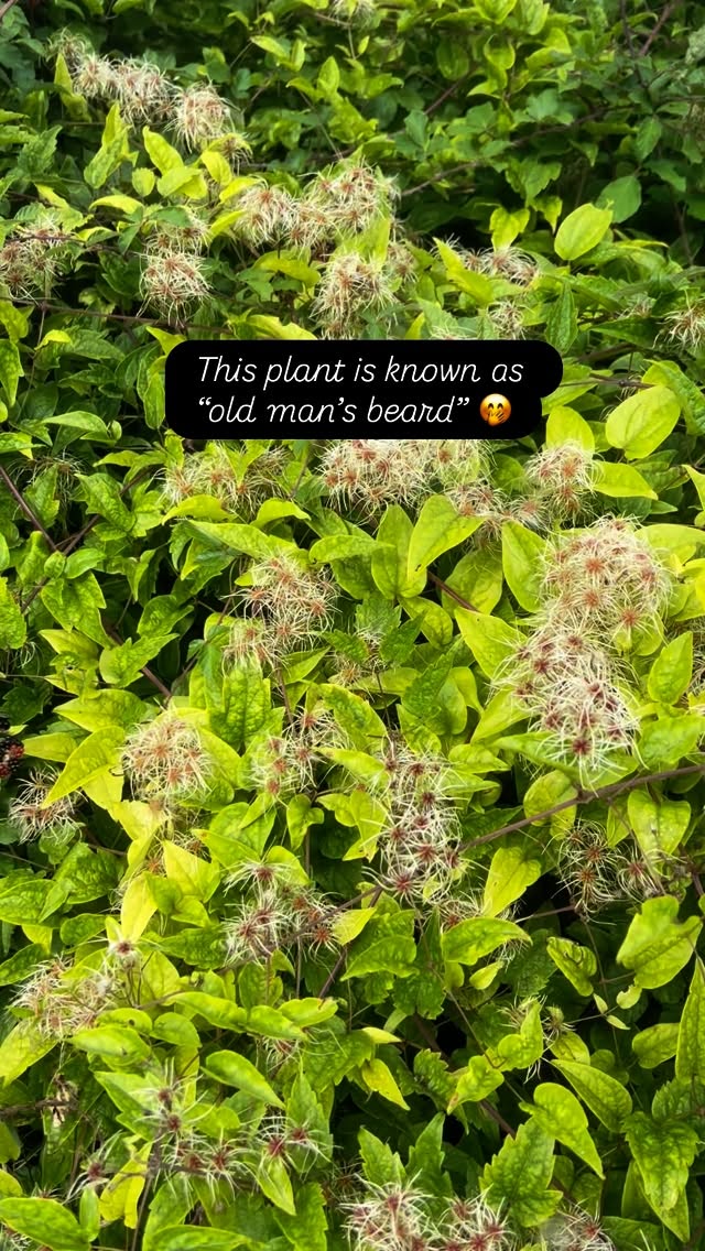 This plant is known as “Old Man’s beard” because of its wispy seed heads. Its other name is “traveller’s joy” because it supposedly keeps travellers company on their journey by adorning the hedgerows on the way!#botanicalfolklore #nativeplantsuk #plantlover #travellersjoy #plantlover❤️