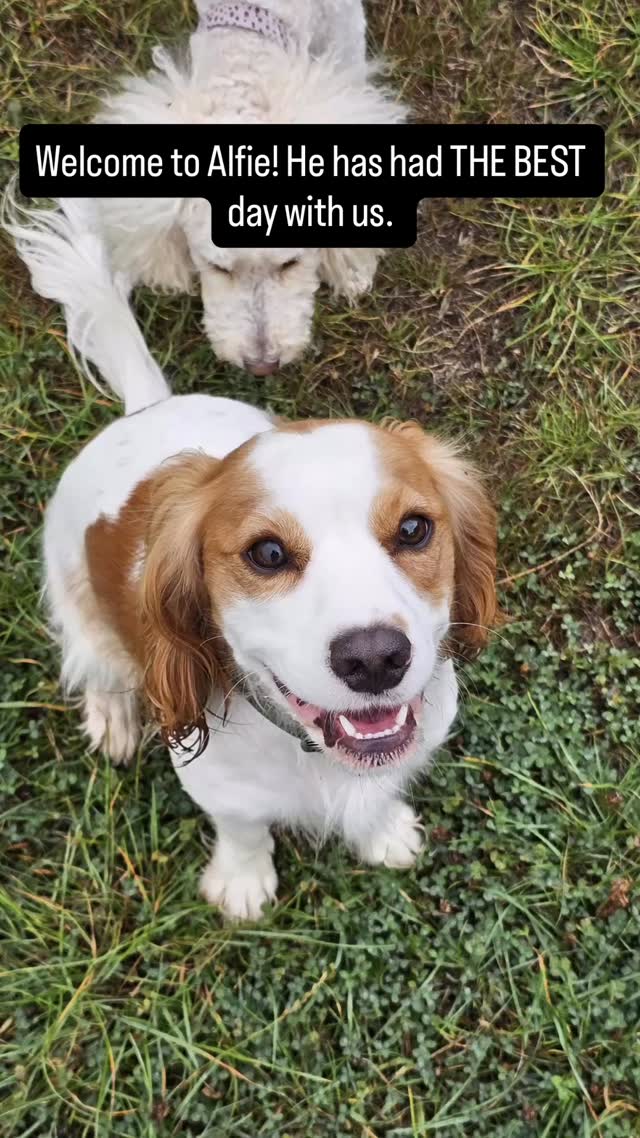 Meet Alfie, he has had a blast on his trial day with us. Look at that tail go! Super confident and social boy. Welcome to the pack Alfie! #firstday #dogs #cutedog #dogdaycare