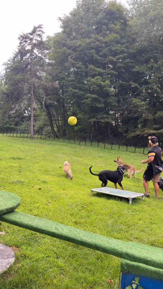 Big fun & learning at @canineconfidencecenter
#dogs #dogmom #dogdad