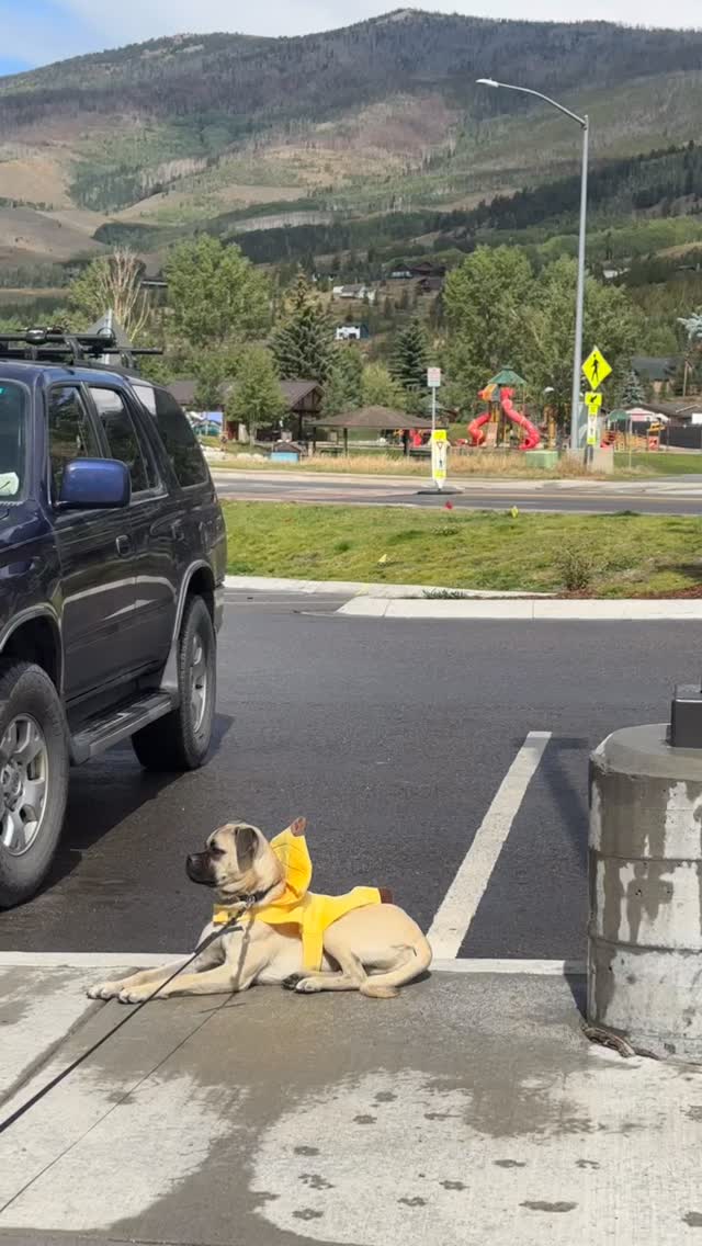 The rain has cleared and the mythical Pugnana has appeared. 🍌 🍌 🍌 #pug #puglife #smoothies