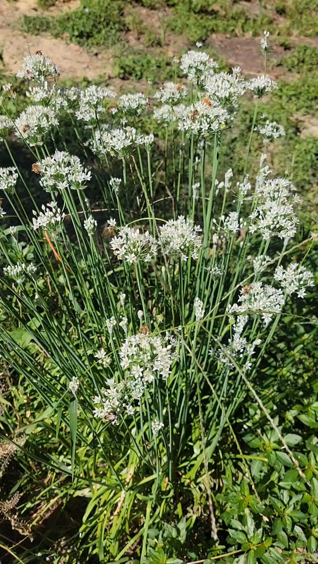 All the bees like the onion blooms!