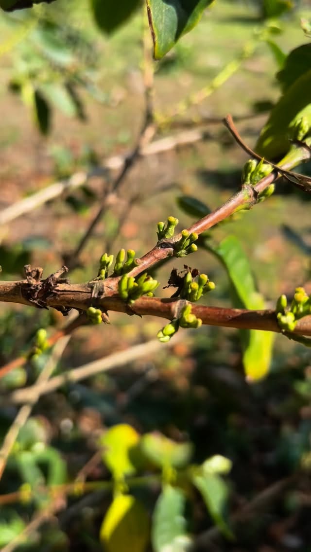 🌸 Spring has arrived at Mpenjati - the trees are waking up, bursting into bloom, and reminding us that every season brings new beginnings. ✨☕
#spring #coffeelover #coffeetree #coffeeshop #springhassprung #flowers #explorepage #tourism #kzn