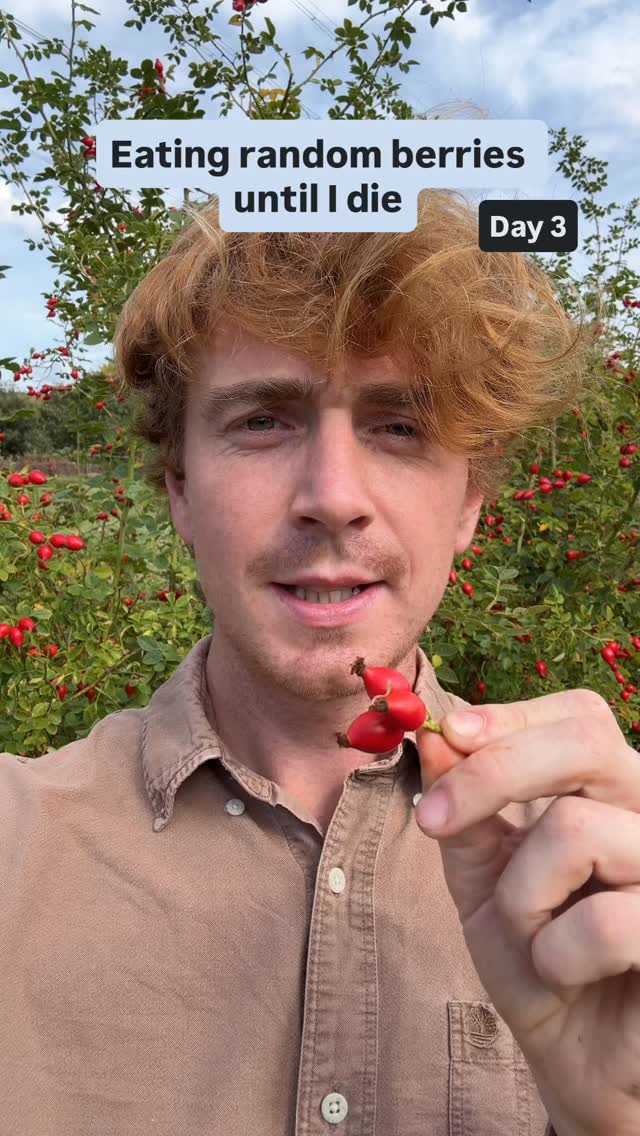 Don’t try this at home kids. Follow @mindinnature for actual foraging tips to make sure you avoid dying at the hands of a tiny berry.
Rosehips are sweet and jammy. They come from the same shrubs that give us roses, they are simply the fruits of the rose. You can eat the red sticky flesh inside once they’re mature, but just make sure you don’t eat the seeds! Cooking them and straining them will remove them. Syrups, vinegars, chutneys, ketchups, teas and more! So many ways to get creative with this absolute delicacy. Follow for a rosehip cocktail recipe coming soon!
#rosehips #wildberries #foraging #poisonous