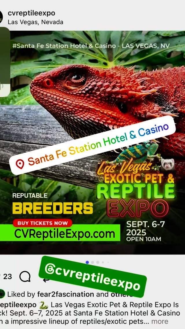 Come by this weekend and say hi at the Las Vegas Exotic Pet & Reptile Expo if you’re in town. Marvel Morphs bringing tons of awesome geckos and terrarium supplies for your new pet!!!
#cvreptileexpo #reptileshow #crestedgecko #leachianus