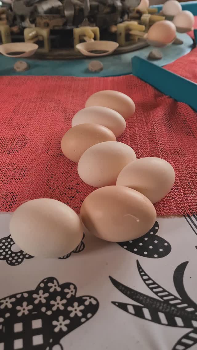 Empezamos la semana recogiendo y clasificando con mimo nuestros huevos para que os lleguen perfectos. Aunque en la finca no hay fines de semana, siempre hay algo que hacer 😅🐔
¿Qué os parece nuestra clasificadora antigua?
A nosotros nos tiene enamorados y es muy relajante ver como clasifica los huevos por tamaños y van cayendo suavemente a cada hueco. 💓