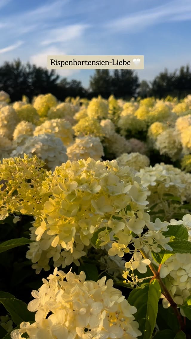Rispenhortensien sind einfach ein Hingucker. Wir haben mehrere Sorten, niedrige und höhere, rote bis weisse. Wir haben diese auch in größeren Stückzahlen vorrätig.
Sie mögen es gerne sonnig-halbschattig. Hitze mögen sie nicht und extreme Trockenheit mögen sie auch nicht. Allerdings verzeihen sie einem viel.
💡Wichtig: Rispenhortensien blühen am einjährigen Holz, deshalb im Frühjahr kräftig zurückschneiden auf ca. 20cm.
#baumschule #baumschulenterbrack #hortensien #hydrangea #hydrangealove #boomkwekerij #nursery #gärtner #gärtnerei #pflanzenliebe #galabau #pflanzenfachberater #baumschulgärtner #ausbildung #gartenliebe #herbst