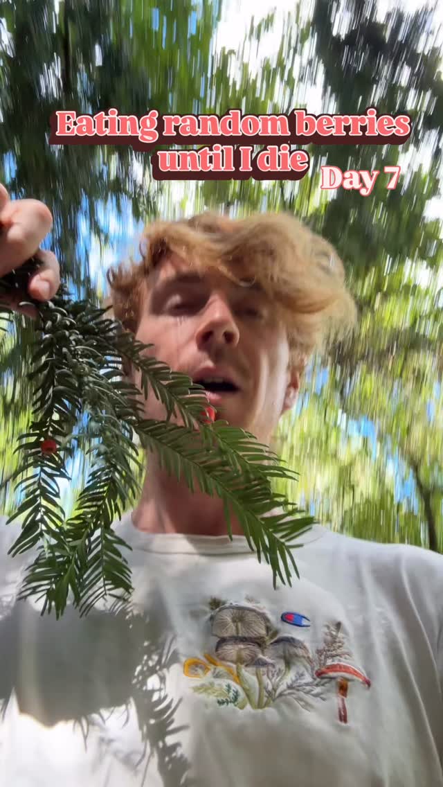 Would you give this a try?
5 of the stones inside Yew berries can kill you, so this is not one to mess around with. But by safely removing the stones, you can eat the delicious flesh.
They’re actually not berries at all but arils, as Yews are conifers, meaning that they are actually a weird modified cone (like a pine cone) but that has developed delicious flesh.
These trees have been worshipped across many faiths and cultures because of their unique ability to regrow within old dead wood, so instead of hollowing out and dying like say an oak tree, Yews can keep growing from the same structure.
#foraging #wildfoodlove #yew #poisonberry #druids