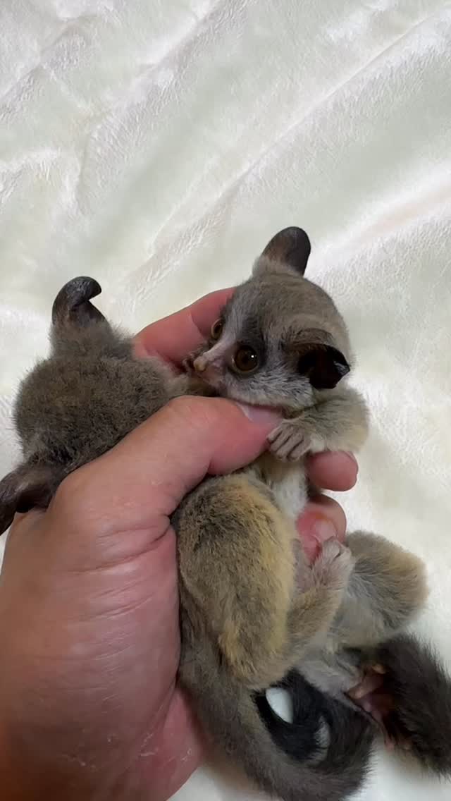 お利口さん🐒🐒⭐️
お問い合わせ増えてきてます☀️
可愛いお顔になってきました🤩✅