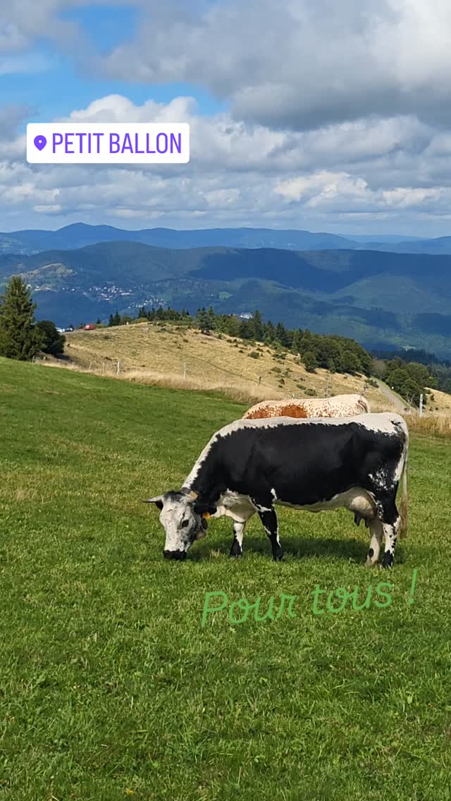 Rando découverte du massif pour ces Mâconnais qui viennent en Alsace pour la 1ère fois.
Au sommet du Petit Ballon, on profite d'une vue à 360° et on a même vu les Alpes Bernoises ! 🏔
#amm #metierpassion #randoalsace #randovosges #jaimelamontagne