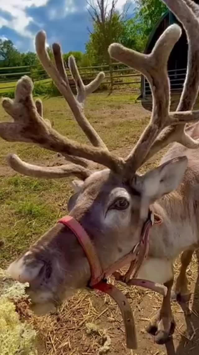 Oh Dudley you are a vibe 🤎 #reindeer #cheshirefarm #santashelper #northwestfarm #alpacafarm #pygmygoats #donkeys #warrington #woodlandsalpacafarm