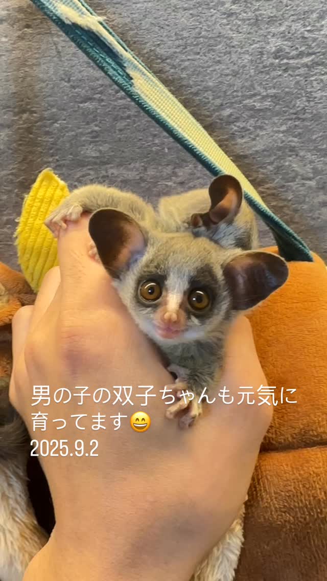 双子のショウガラゴの赤ちゃん
元気に育ってます。
ご家族募集中🐵‼️
お問い合わせはDM下さい。
現在ベビー5匹👶👶👶👶👶おります!