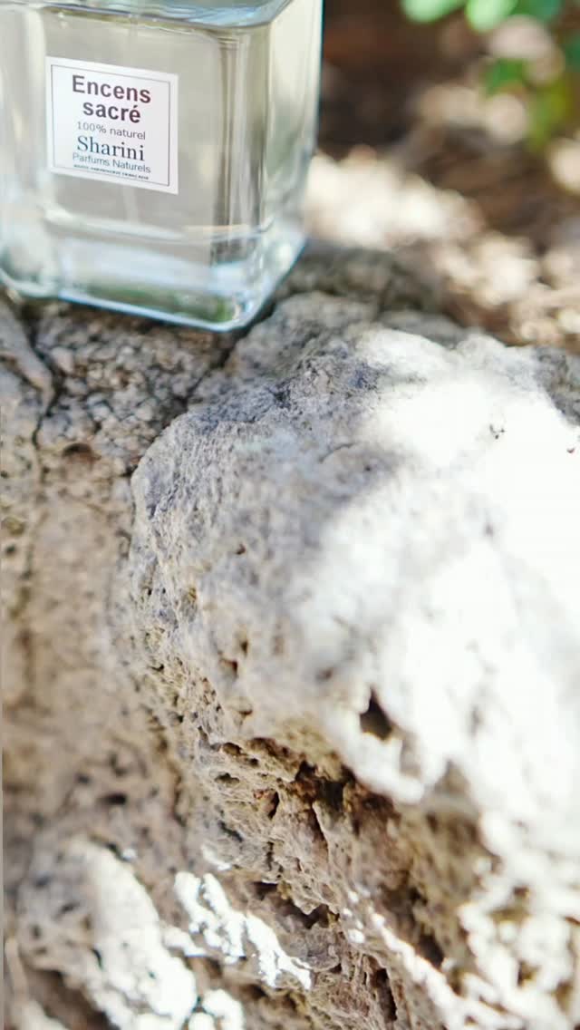 Encens sacré n’est pas un parfum comme mes autres créations.
J’ai choisi l’oliban, sauge blanche et Palo Santo comme ingrédients principaux, qui relient la terre au ciel depuis toujours.
Pour moi, ils incarnent la force du sacré : les matières qui invitent au silence intérieur.
J’ai voulu créer une parenthèse intime, un instant suspendu. C’est mon hommage au pouvoir intemporel de l’encens, à la fois cérémoniel et profondément personnel.
#naturalperfume #parfumnaturel #shariniparfumsnaturels #naturalfragrance #botanicalperfume #madeinfrance #frankincense #olibanum