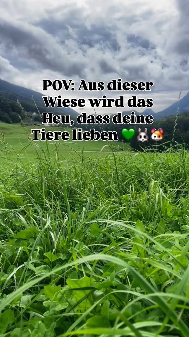Wer von eich dad hier gern a bissl Wiese für seine Lieblinge samml’n? 🌿🐹🐰🥰
________________________
#samerbergerheustadl #samerbergerwiesenheu #chiemgau #artgerechtekaninchenhaltung #artgerechtemeerschweinchenhaltung #wiesenheu #artgerechtefütterung #kaninchenleben #kaninchenliebe #happybunny #kaninchenglück #kleintiere #tierliebe #kaninchengesundheit #meerschweinchengesundheit #kaninchenpflege #meerschweinchenpflege #kaninchenliebe #meerschweinchenliebe #kleintiergesundheit #kaninchenfutter #meerschweinchenfutter #heutrocknung #heuqualität #heuernte #wiesenaufwuchs #grünland