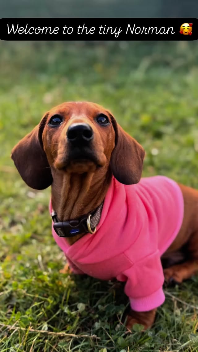 Welcome to 14 week old Norman. He has done great. We have introduced him to lots of new calm friends, big and small to help build his confidence.  Check out our story later for more Norman videos #dogdaycare #cutedogs #dashhund #puppy #firstday