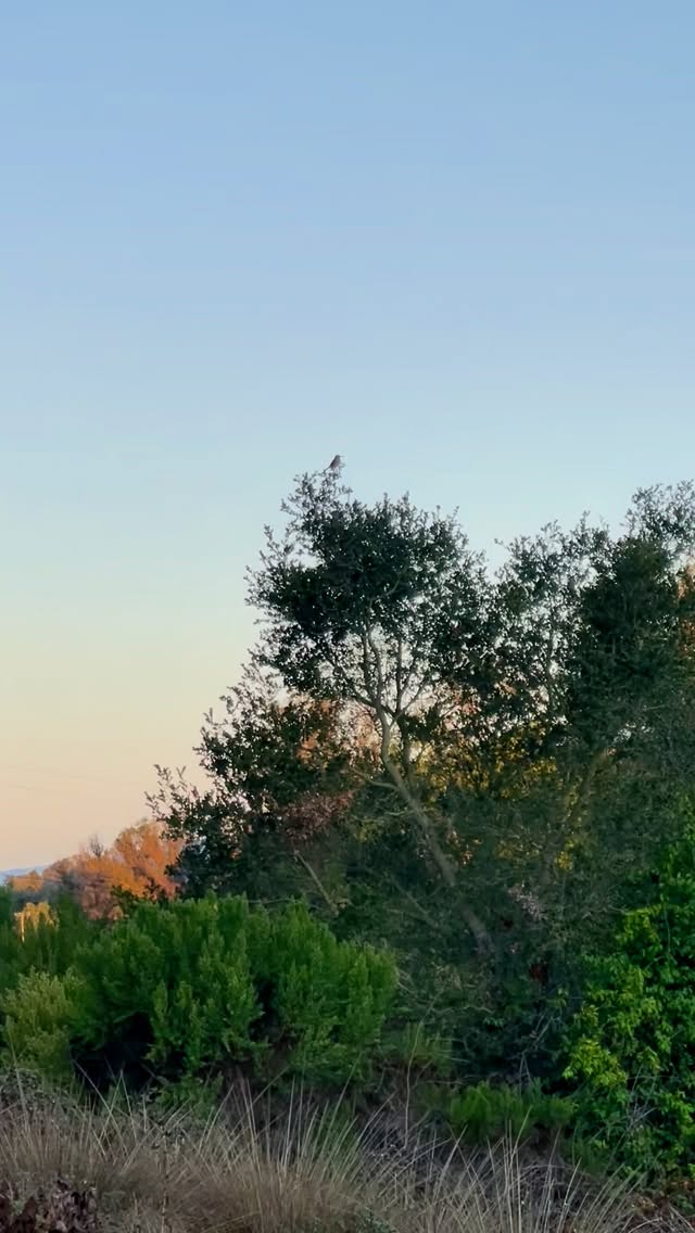 Morning Soundtrack: Paws on the Trail and a Thrasher’s Tune.🐾🎶
The trail to Inspiration Point, a local hiking spot, is closed for several months for environmental restoration. But I’ve my own little inspiration spot — a nearby preserve.
It’s where I walk my puppy at sunrise, clear my head, and make plans. And every so often, the shy California Thrasher puts on a private concert, reminding me that inspiration comes in many forms.
#CoveEcoGear #MorningInspiration #EcoJourney #NatureHeals #Birdsong #ConsciousLiving #SustainableLife #NatureTherapy #MindfulMoments #EcoMindset #CaliforniaThrasher #InspirationPoint