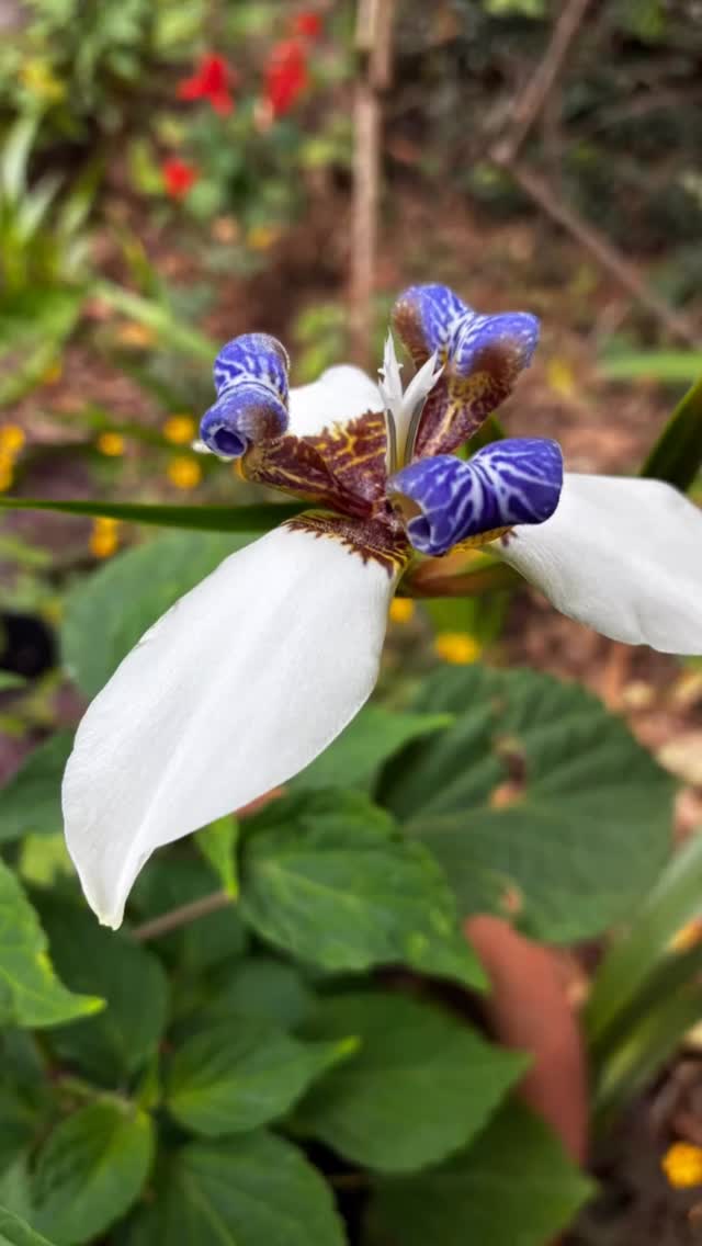 Beautiful magic unfolding in the garden 🪴 Step out, look outside, pay attention, all of the small moments matter 🪻