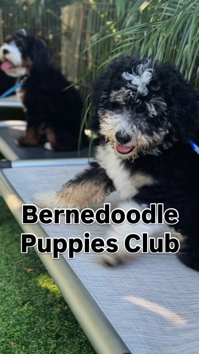 Welcome to our Puppy Social Club!
Bamba, Bernie and Monty, 14–15 week old Bernedoodles had their very first semi-private group class today—and they crushed it. #puppysocialization #puppytrainingclass #puppysocialisation
In our small, personalized classes, puppies learn:
✅ Leash manners, obedience tune ups, confidence building skills, surface work
✅ Calming skills to relax and settle
✅ Playtime etiquette with structured, positive interactions
✅ Social exposure to boost confidence
Watching these pups grow in skills and friendships is the best part of what we do.
📅 Next class: Sunday, Sept 21
Reserved for puppies under 6 mo who are enrolled in our private training program. Dm to reserve