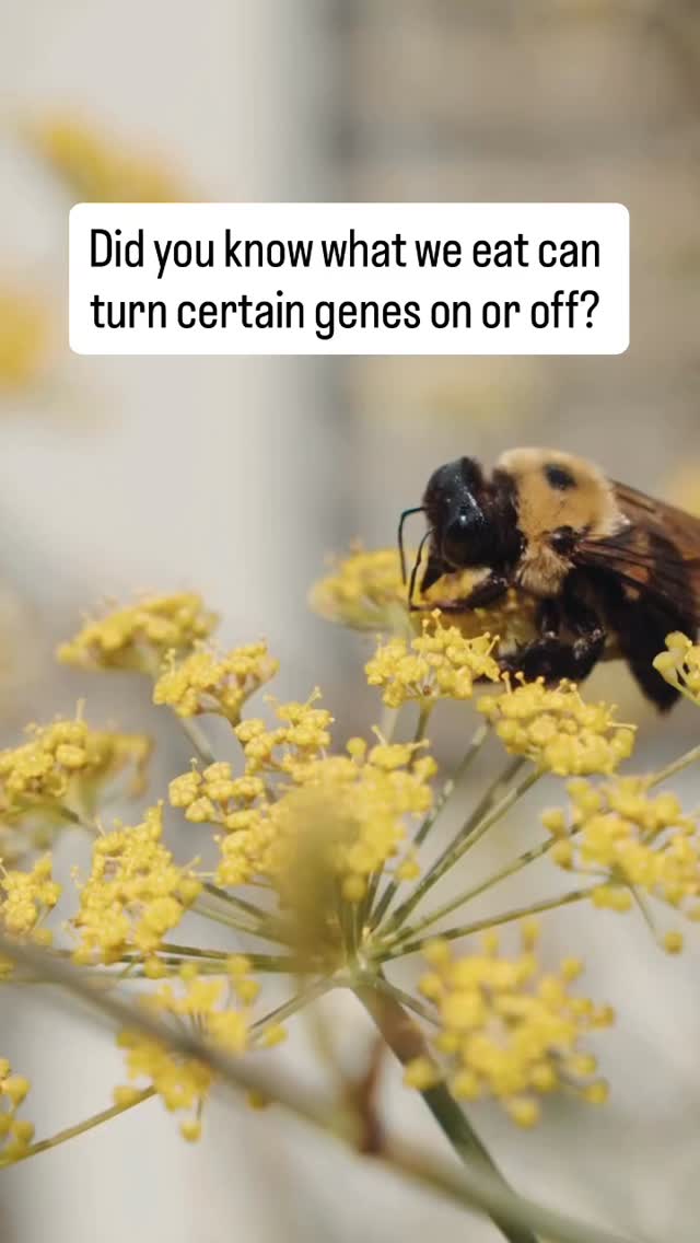 Great example of how food 🥘 and genetics 🧬 interact
✨ Every bee larva is genetically identical at the start.
But what they eat changes everything.
👑 A larva fed a diet rich in royal jelly develops ovaries and becomes the queen bee.
🍯 Others, fed pollen, nectar and honey, become worker bees — with completely different bodies and roles.
This isn’t about genes changing — it’s about how nutrition switches genes on or off (epigenetics).
Same DNA, totally different outcomes. Nutrigenomics = the science of how food talks to your genes.
💡 A powerful reminder: what we eat and the environments we live in influence how our genes are expressed — shaping health, hormones, and even behaviour.
This is a fascinating area of nutrition science. Knowing one’s genetic variances allows personalised targeted nutritional support for any genetic weaknesses
For more info check out @lifecodegx
#nutritionaltherapy #lifestylemedicine #epigenetics #nutritionandgenes #nutrigenomics #foodasmedicine #rootcausehealth #functionalnutrition #holisticnutrition #integrativenutrition #nutritionmatters #scienceofnutrition #nutritionforsciencegeeks #wellnesswisdom #foodimpact
