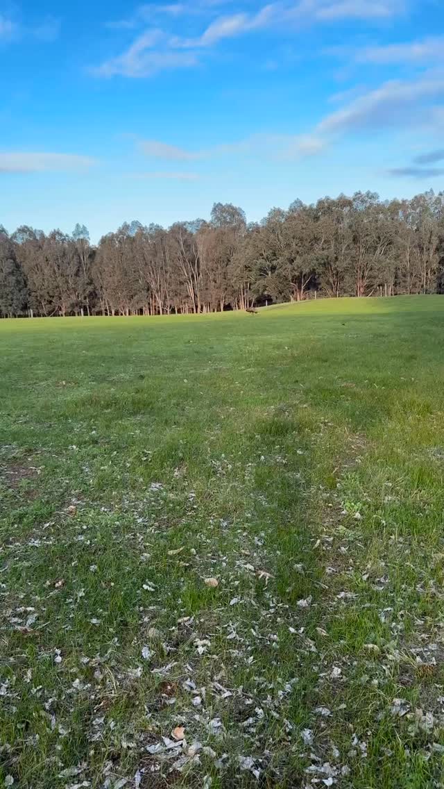 Checking in on our New Dad Eddie the Emu! Doing pretty well at raising the 3 chicks so far!
#wildinourheart #farmstay #fyp #experiencenannup #emu