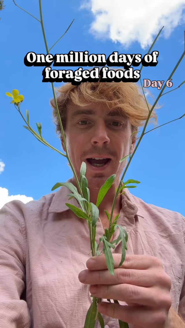 Do you know what plant this is? Tell me below! Then follow for more foraging goodness.
I love this plant, it always shocks people that it grows so freely in both the countryside and urban areas. It’s distinctive, powerful flavour is not to be missed, it makes the supermarket version taste like iceberg lettuce.
When grown commercially, easier growing, more watery specimens are chosen so they fill your bags and are easier on our modern palettes. But these ones are so much nicer.
#foraging #wildrocket #wildgreens #wildfood #urbanforaging #instagramchallenge