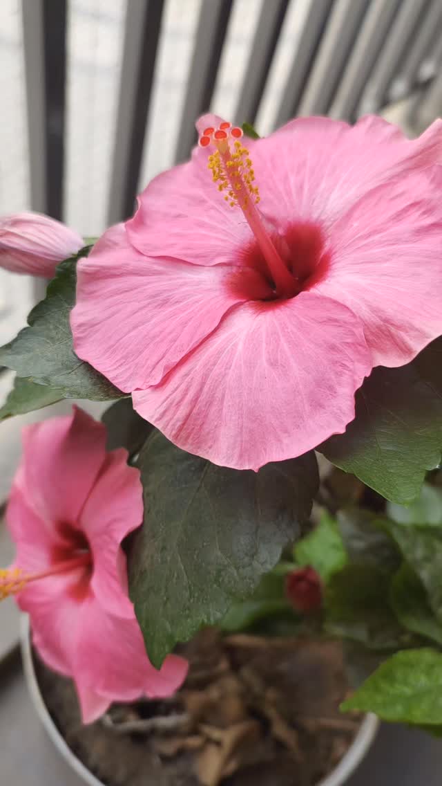 There’s something so healing about getting your hands a little dirty!
Besides skincare and writing, gardening flows in my veins. From spicy habanero peppers to calming herbs and flowers, my balcony garden is my little sanctuary, a place to unwind, reconnect with nature, and grow life at my own pace.
Some of these photos are from my previous balcony garden.
With 18 years of writing experience and 5 years in the gardening niche, nature graciously accepted me, letting me grow a little jungle at home.
If I wasn’t a writer or the founder of Taravali Skincare (@taravali_skincare), I’d definitely be a gardener, growing plants and soaking in every bit of green therapy 💚
Right now, my hibiscus and brahmi plants are thriving. Hibiscus helps stimulate hair growth, reduces hair fall, and brings natural shine, while brahmi strengthens the scalp, calms inflammation, and keeps your roots nourished ♥️
Did you know the butterfly pea flower (that beautiful purple bloom) makes incredible tea? It’s packed with antioxidants, helps improve memory, reduces stress, and even supports glowing skin from within 💜
Hibiscus and brahmi don’t just stay in my garden, they’re lovingly blended into our Ancient Hair Revive Oil, giving you the same care nature gives me, straight from my home to yours.
It’s one of the most beautiful ways to give back to the world 🌱🌸
Wouldn't you agree? 🥰