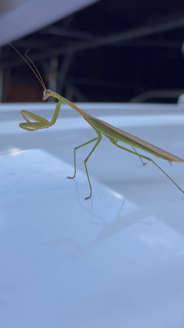 #遺品整理弘光 #レインボーハス園 #八幡平市 #ハウスクリーニング #生出 #盛岡市 #双頭蓮 #解体#カマキリ#蜂