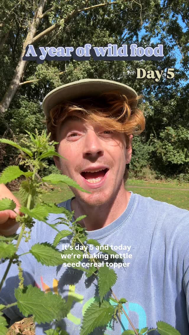 Follow @mindinnature for nature and foraging goodness.
Why are we not all eating more of this super food?
Day 5 of eating a different wild food every day for a year. Today we’ve got nettle seeds (Urtica dioica). The leaves take on toxins that can be bad for your kidneys, so it’s best not to eat them once the plant has gone to seed. The seeds themselves however are delicious!
Three times more iron than spinach, seven times more vitamin C than oranges, calcium rivalling that of cheese, and double the protein of eggs. Go harvest some of this super crop.
#nettles #foraging #wildfood #nettleseeds #granola
