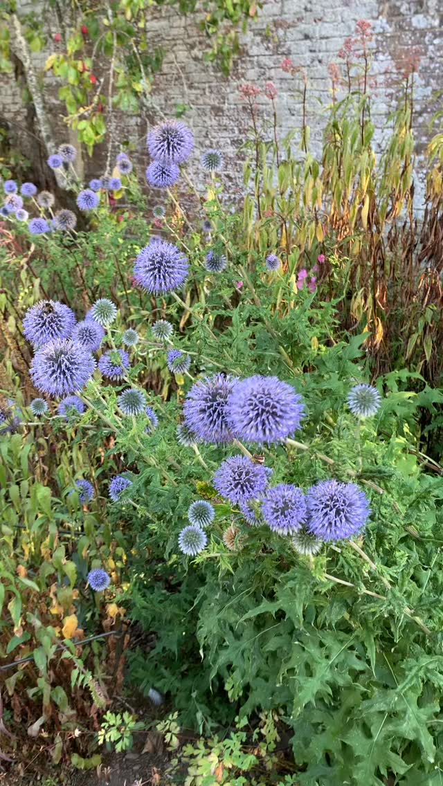 Light and shade, textures and tones. And so, with September’s arrival, the garden assumes a more relaxed form. The colour palette changes and formal becomes informal. Nature, the artist, wields her brush…
If you’re interested in finding out more about our garden in South-east Scotland, you might like to read our regular blog. You can find the link in our profile bio or visit www.thescottishcountrygarden.com. Check out our latest post ‘Wishing Summer farewell.’
#gardenblog #garden #thescottishcountrygarden #scottishcountrygarden #gardenbloguk #scottishgardenblog #headgardenersblog #countrygardenblog
#gardenblogger #autumngarden#scottishgarden #scottishgardener #gardenjournal #scottishgardenjournal #gardendiary #gardenersdiary #oldgarden #walledgarden #oldfashionedgarden #walledgardenblog #gardeninscotland #thegardeninseptember#septembergarden
#gardenwriter #ukgarden #gardensofScotland #gardensofgreatbritain